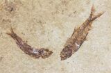 Ten Small Knightia Fossil Fish - Wyoming #60807-1